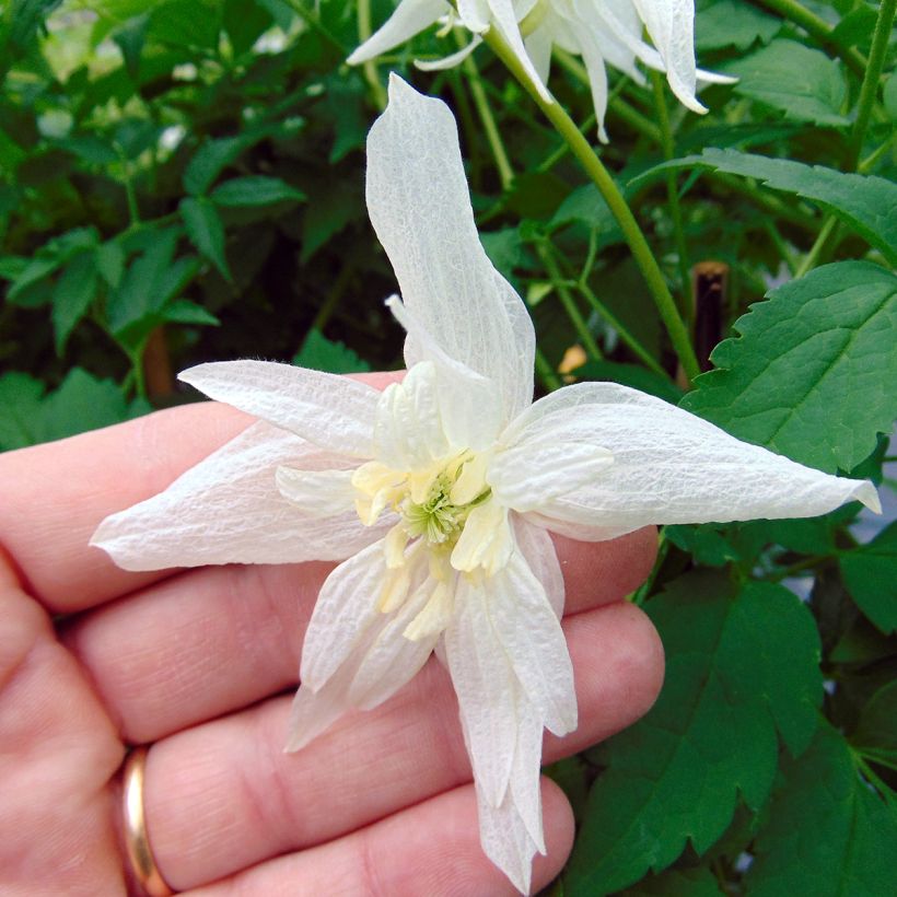 Clematis atragene alpina Plena (Flowering)