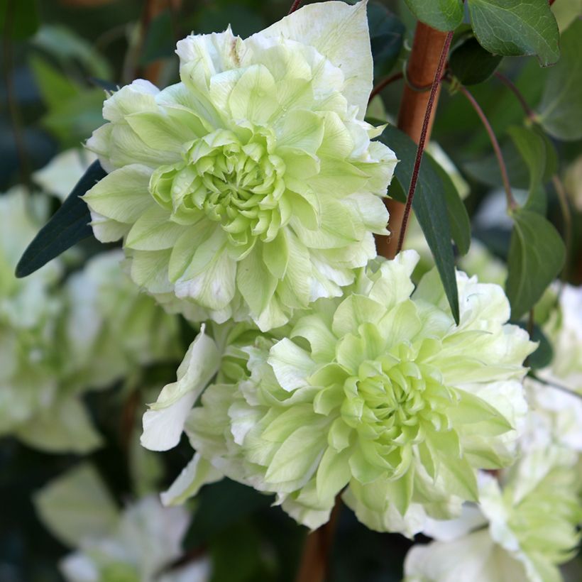 Clematis florida Alba Plena (Flowering)