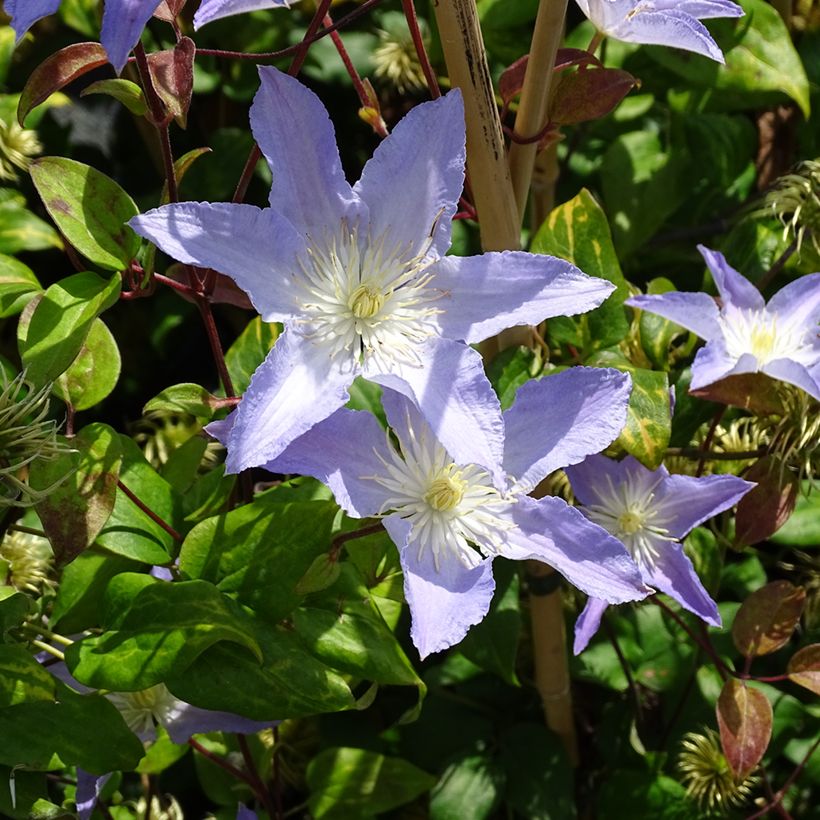 Clematis Spotlight (Plant habit)