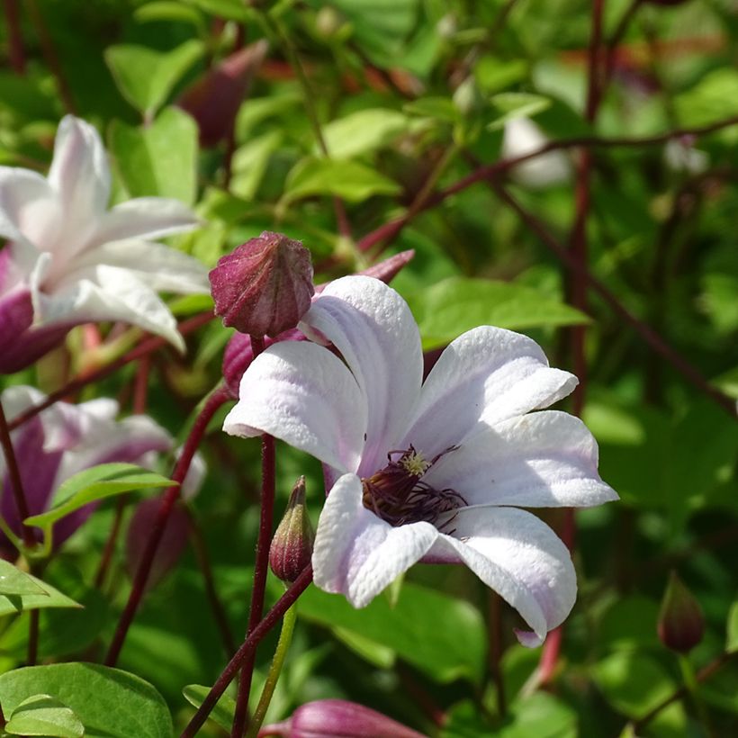 Clematis texensis Princess Kate - Scarlet Leather Flower (Flowering)