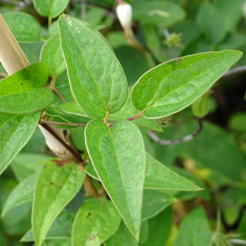 Clematis viticella Queen Mother (Foliage)