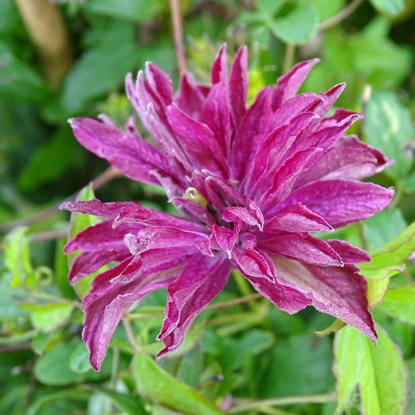 Clematis viticella Rosalyn (Flowering)