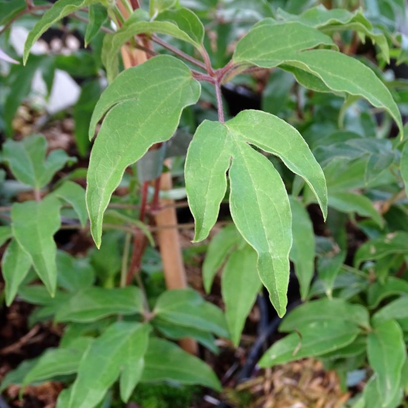 Clematis Proud Mary (Foliage)