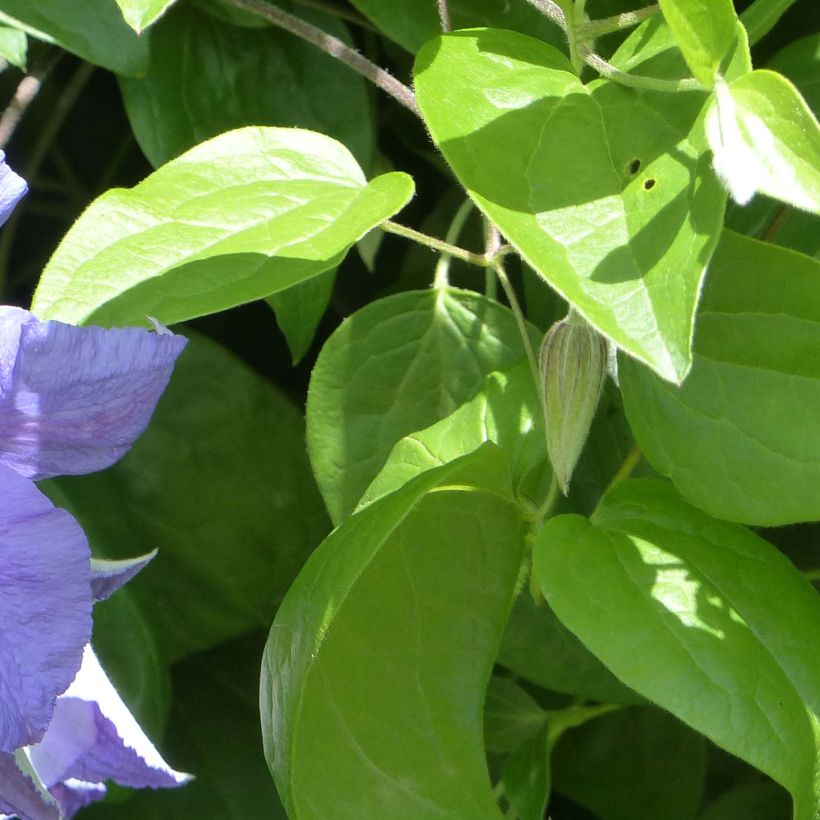 Clematis x viticella Perle d'Azur (Foliage)