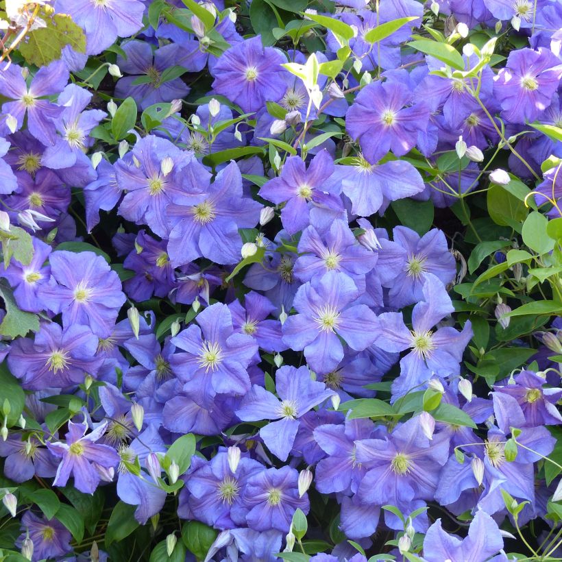 Clematis x viticella Perle d'Azur (Flowering)