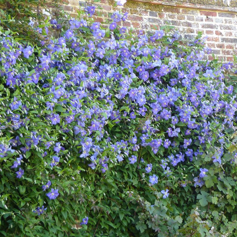 Clematis x viticella Perle d'Azur (Plant habit)