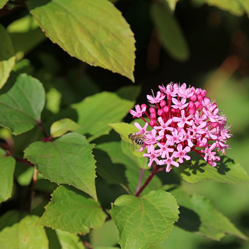 Clerodendrum bungei (Flowering)