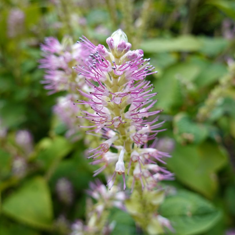 Clethra alnifolia Hummingbird (Flowering)