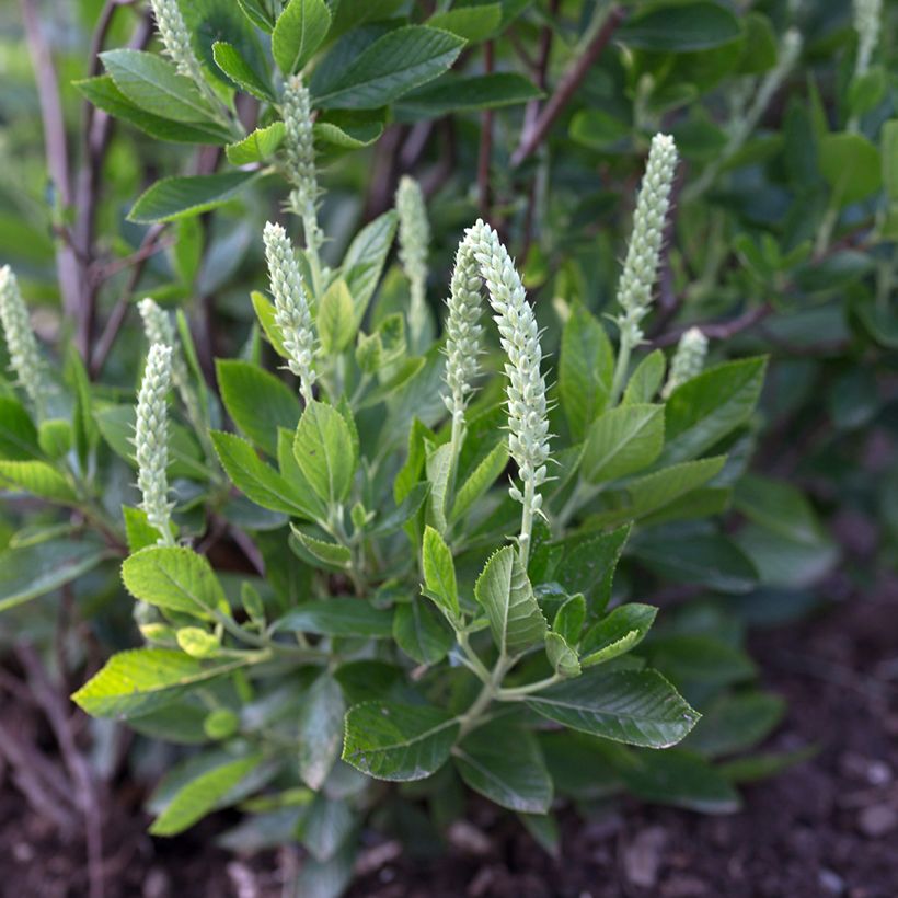 Clethra alnifolia Sixteen Candles (Flowering)