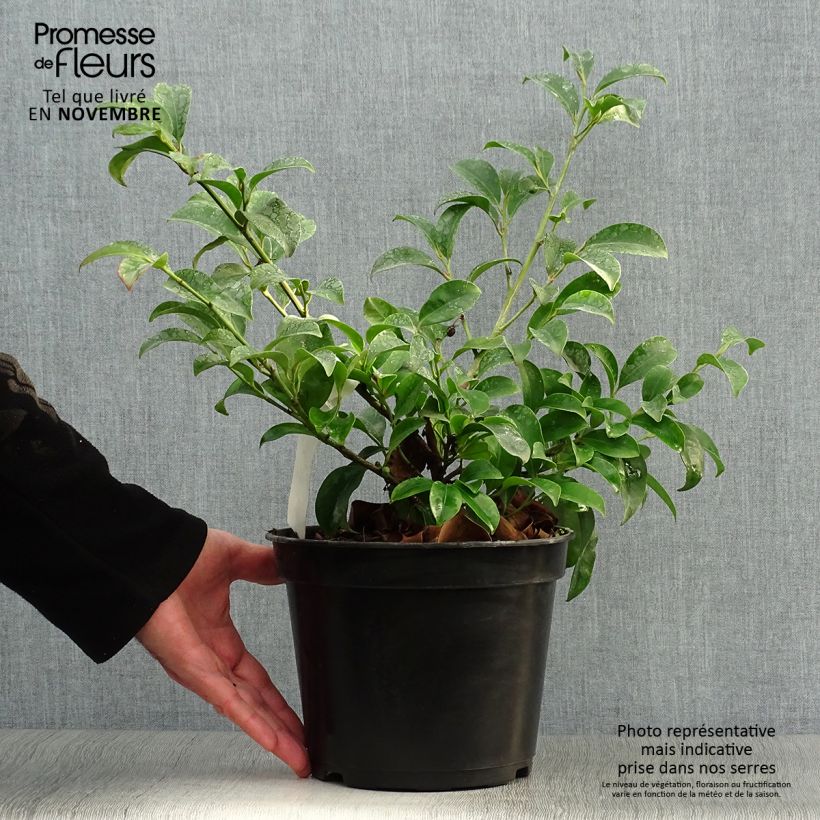 Cleyera japonica - Cleyera du Japon Pot de 4L/5L sample as delivered in autumn