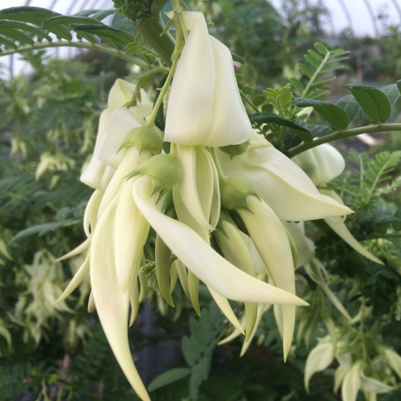 Clianthus puniceus White Heron (Flowering)