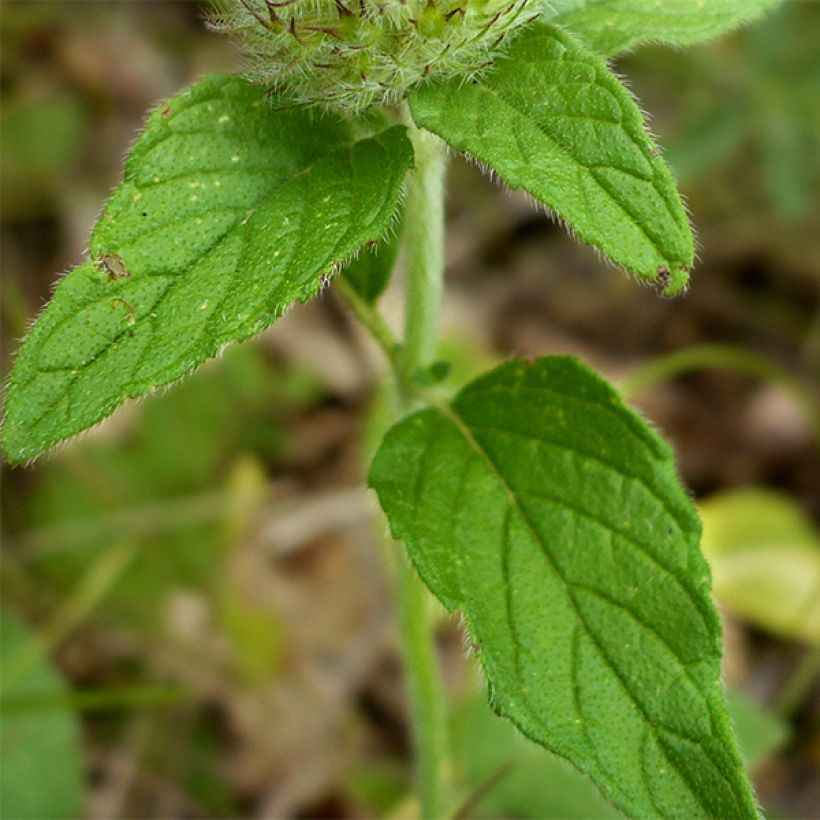 Clinopodium vulgare (Foliage)