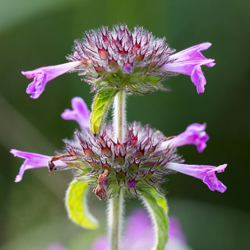 Clinopodium vulgare (Flowering)