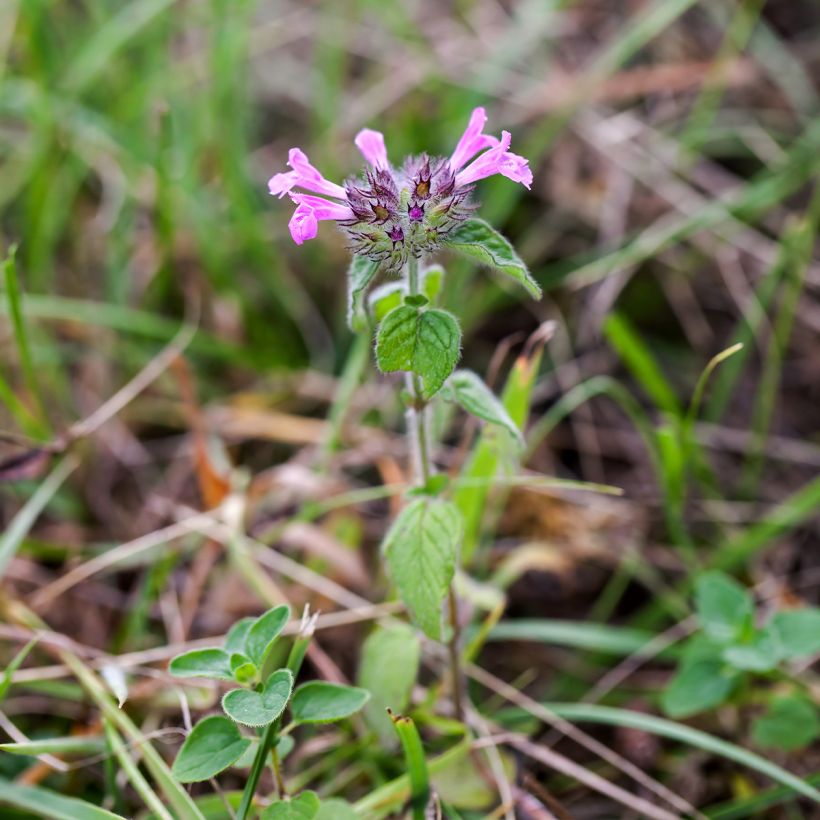 Clinopodium vulgare (Plant habit)