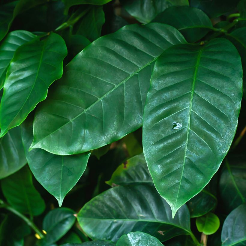 Coffea arabica  (Foliage)