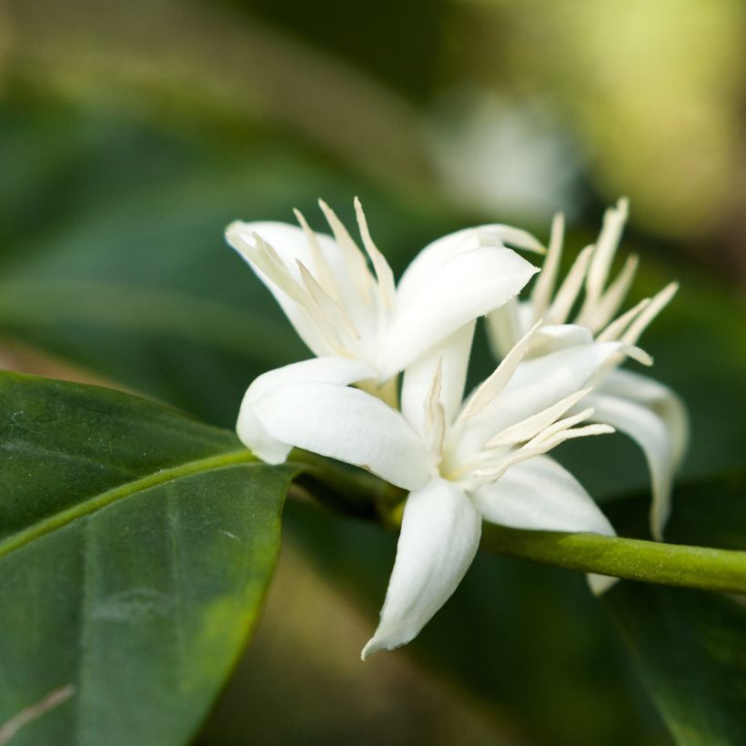 Coffea arabica  (Flowering)