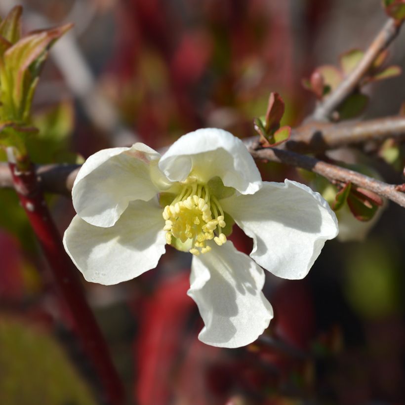 Chaenomeles superba Jet Trail - Flowering Quince (Flowering)