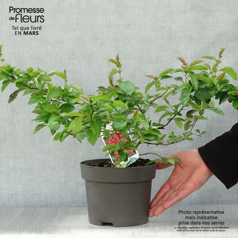 Chaenomeles superba Nicoline - Flowering Quince 2L/3L potShipped height around 30/40cm sample as delivered in spring