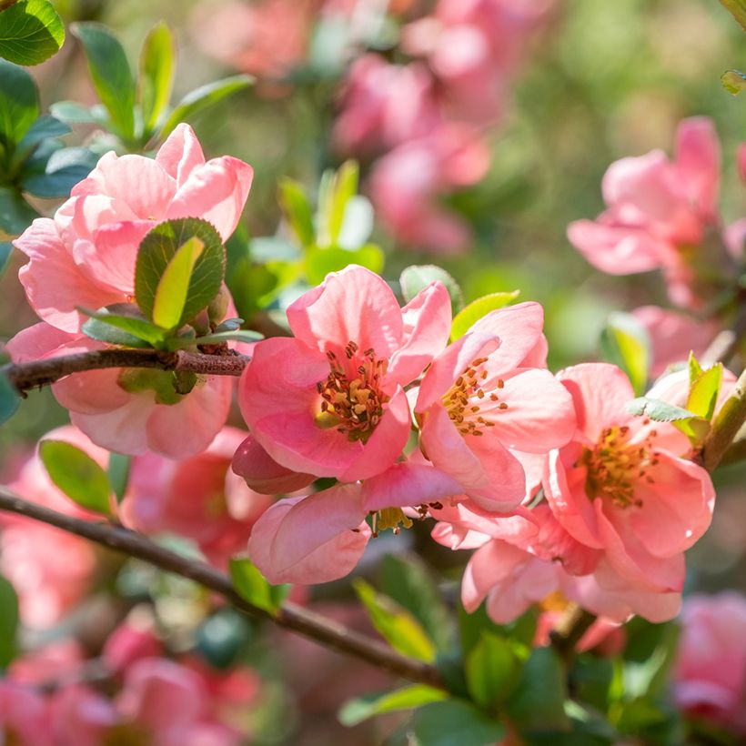 Chaenomeles superba Pink Lady - Flowering Quince (Flowering)