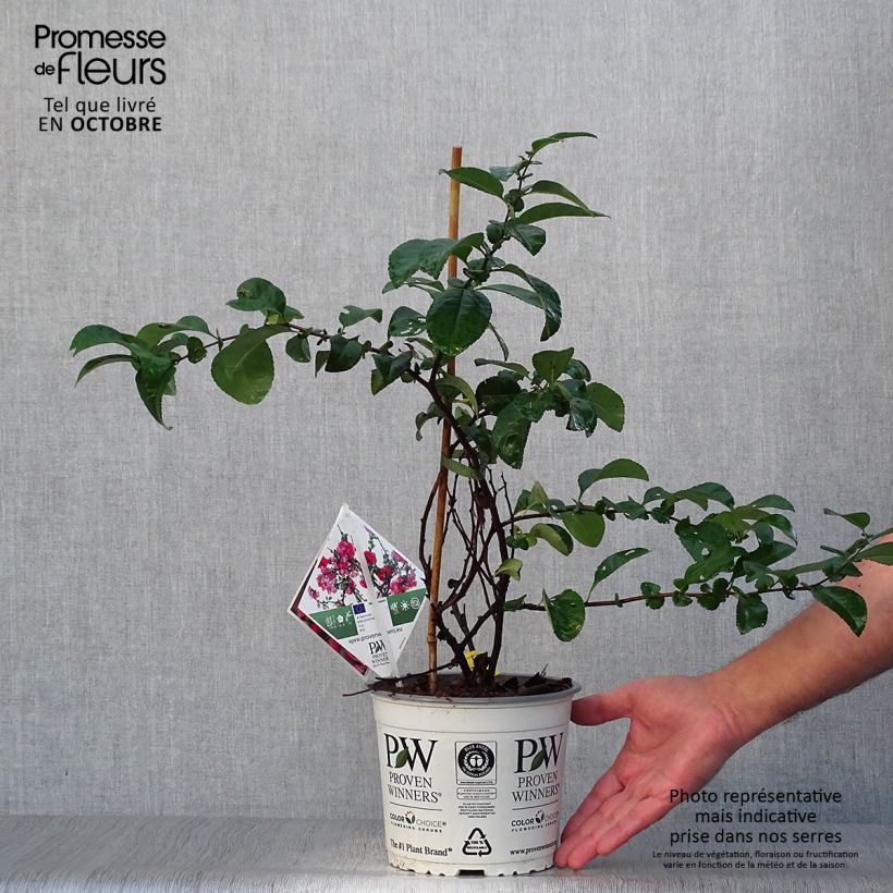 Cognassier du Japon Pink Storm - Chaenomeles speciosa  Pot de 2L/3L sample as delivered in autumn