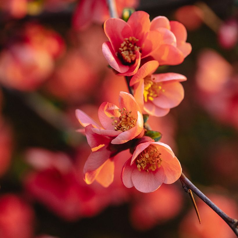 Chaenomeles superba Red Joy - Flowering Quince (Flowering)