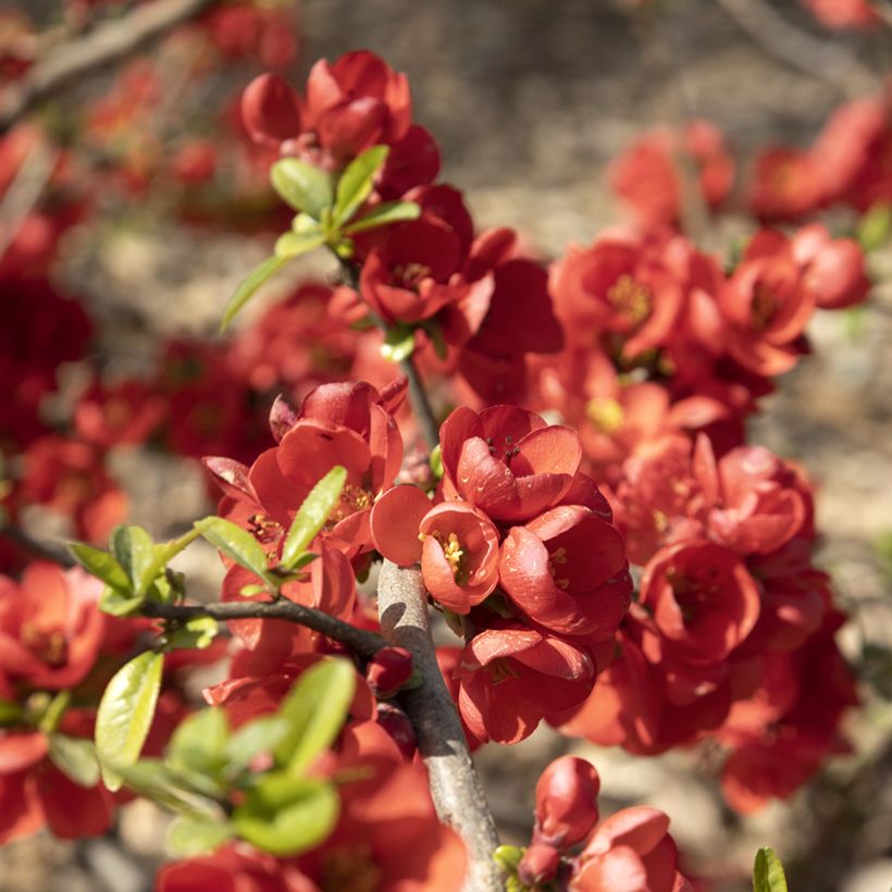 Chaenomeles speciosa Rubra - Flowering Quince (Flowering)