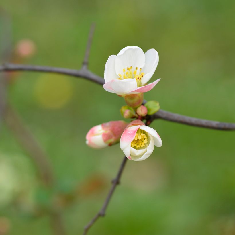 Chaenomeles speciosa Toyo-Nishiki - Flowering Quince (Flowering)