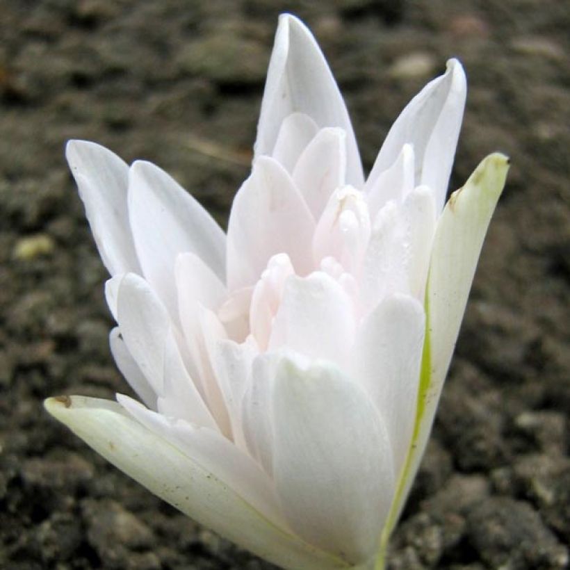 Colchicum autumnale Alboplenum - Autumn crocus (Flowering)