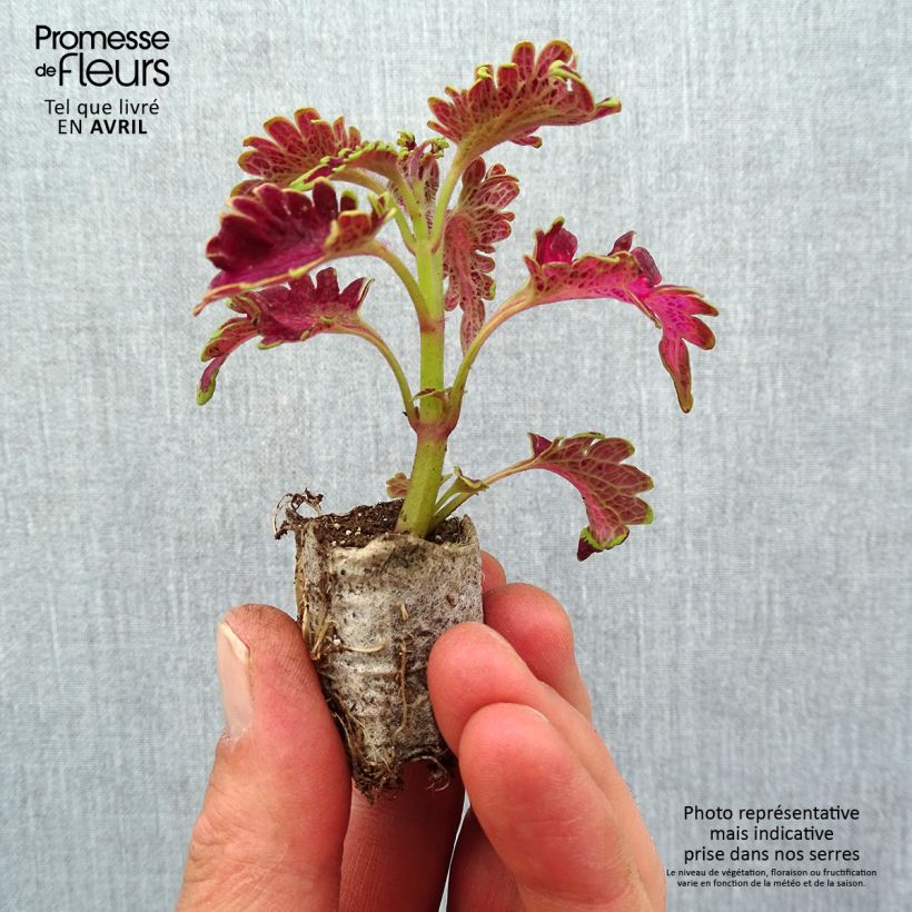 Coleus Copinto Planter's Punch Mini-motte 3 cm sample as delivered in spring