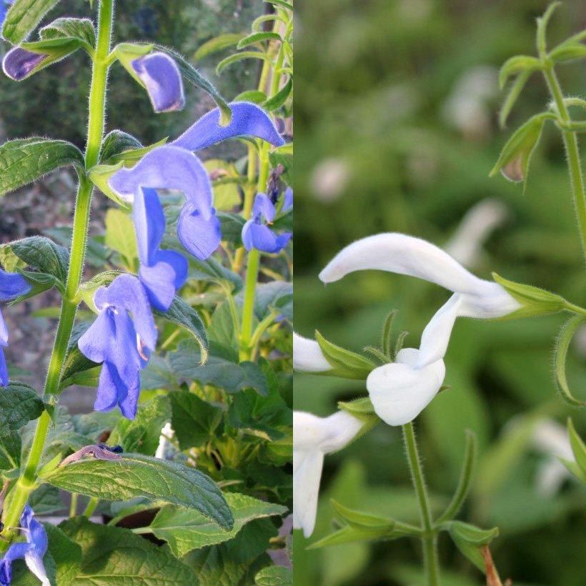 Collection of exotic white and blue salvias (Flowering)