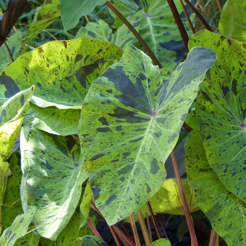 Colocasia esculenta Jack's Giant (Foliage)