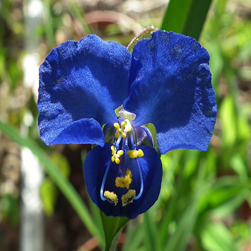 Commelina coelestis  (Flowering)