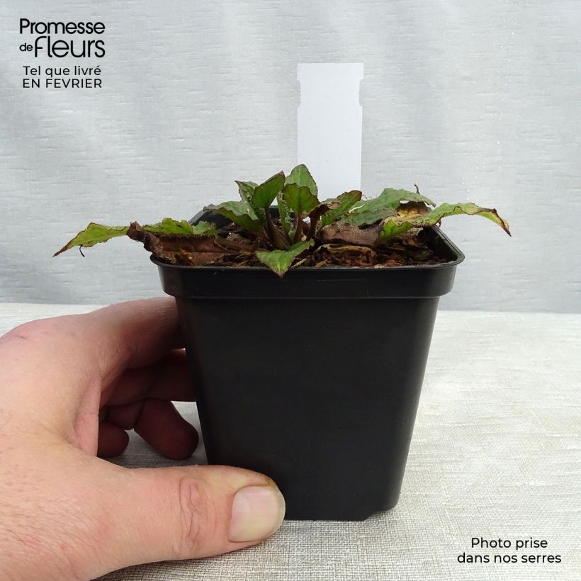 Consoude - Symphytum azureum en godet de 9 cm sample as delivered in winter