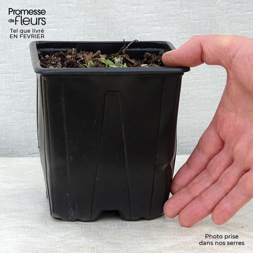 Consoude - Symphytum azureum en pot de 2/3L sample as delivered in winter