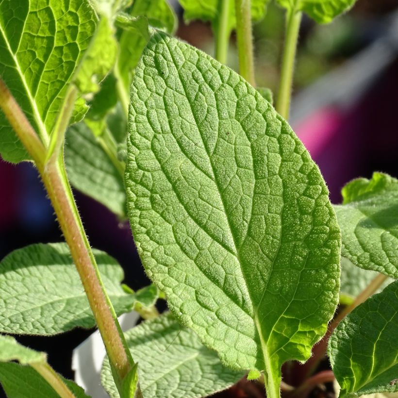 Symphytum grandiflorum Sky Blue Pink - Comfrey (Foliage)