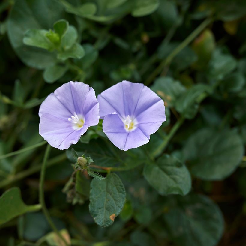 Convolvulus sabatius (Flowering)