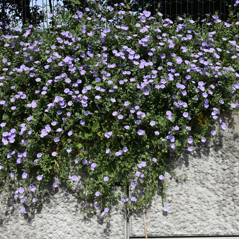 Convolvulus sabatius (Plant habit)