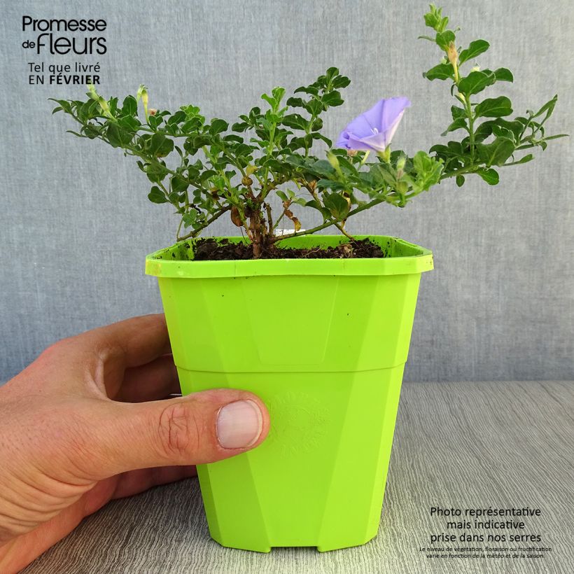 Convolvulus sabatius Maroccan Beauty en pot de 1.5L sample as delivered in autumn