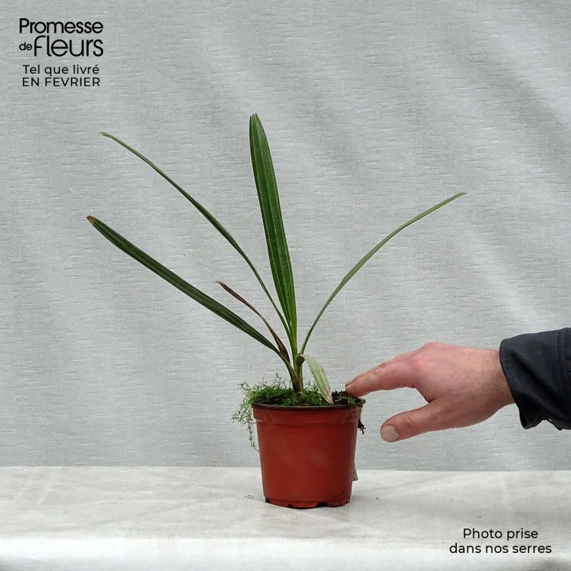 Copernicia alba - Palmier d'Argentine, Caranday Pot de 12 cm sample as delivered in winter