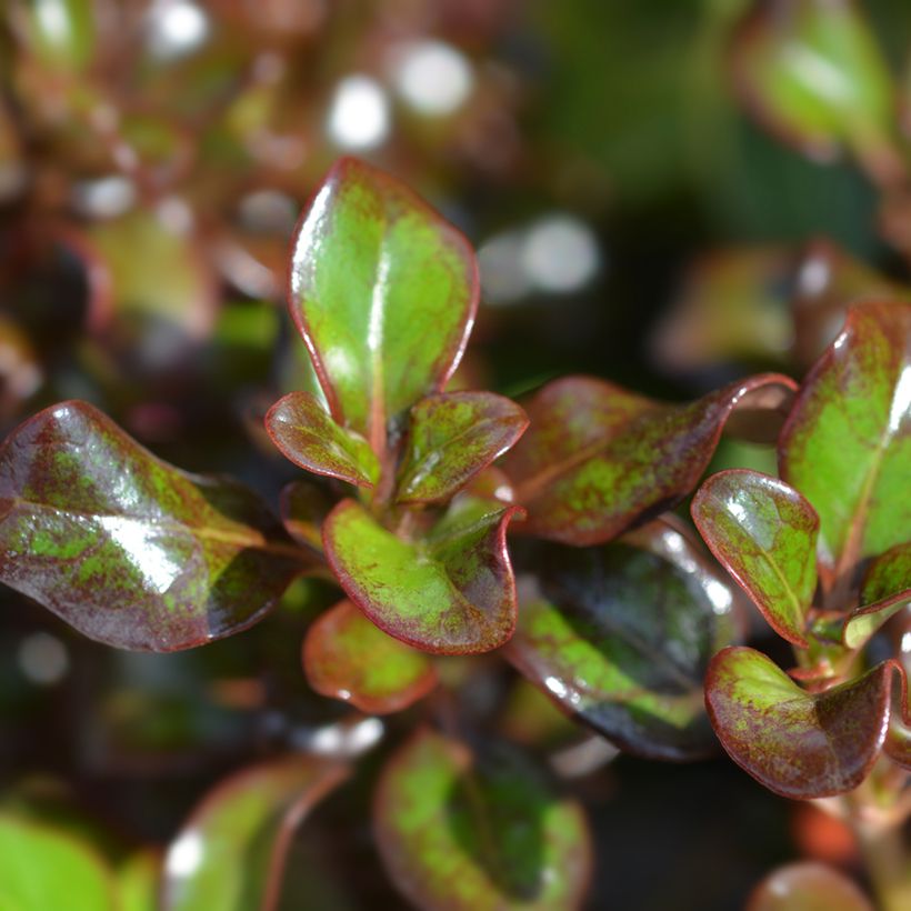 Coprosma Chocolate Soldier (Foliage)