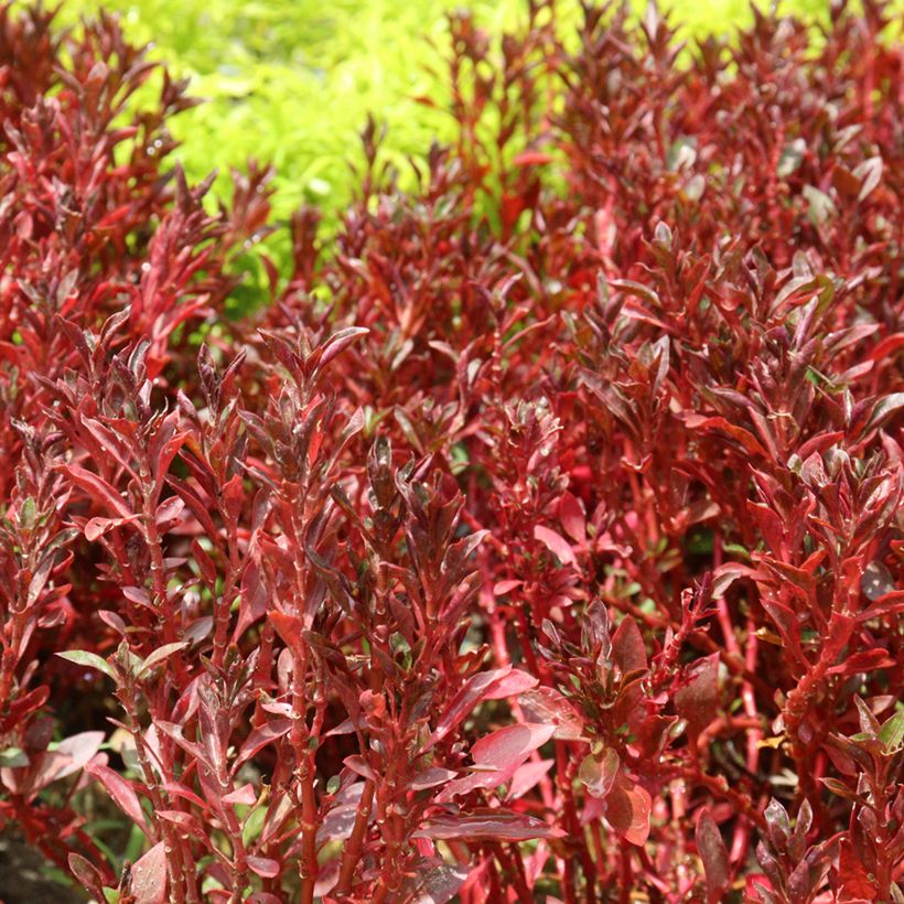 Coprosma Pacific Sunset (Foliage)