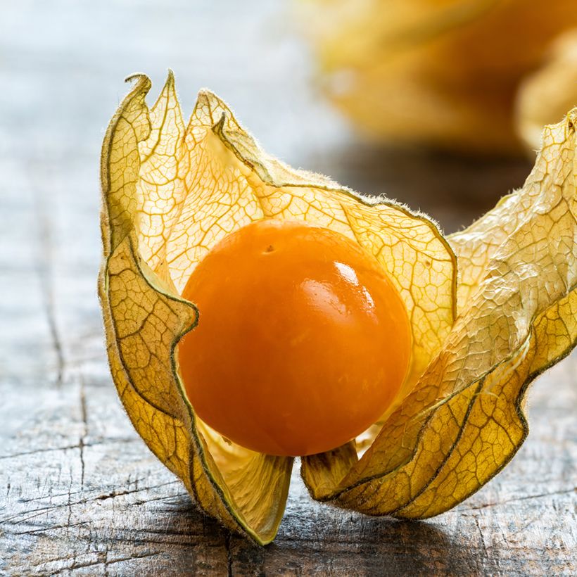 Physalis edulis - Vilmorin seeds (Harvest)