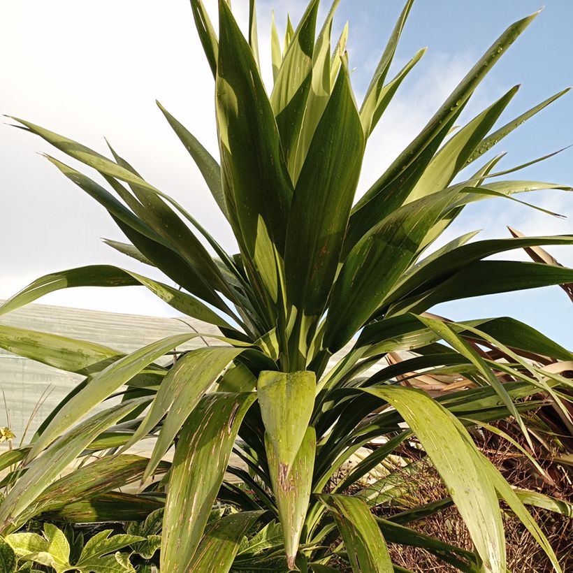 Cordyline australis Emerald Star (Foliage)