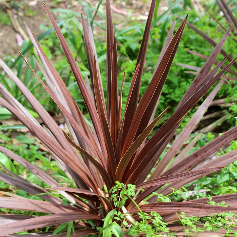 Cordyline australis Purpurea (Foliage)