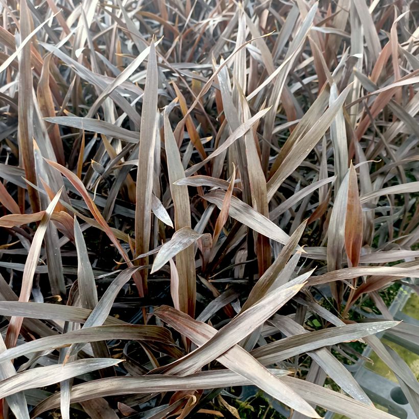 Cordyline Tana (Foliage)