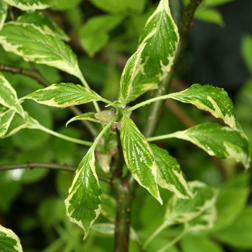 Cornus alternifolia Silver Giant - Pagoda Dogwood (Foliage)