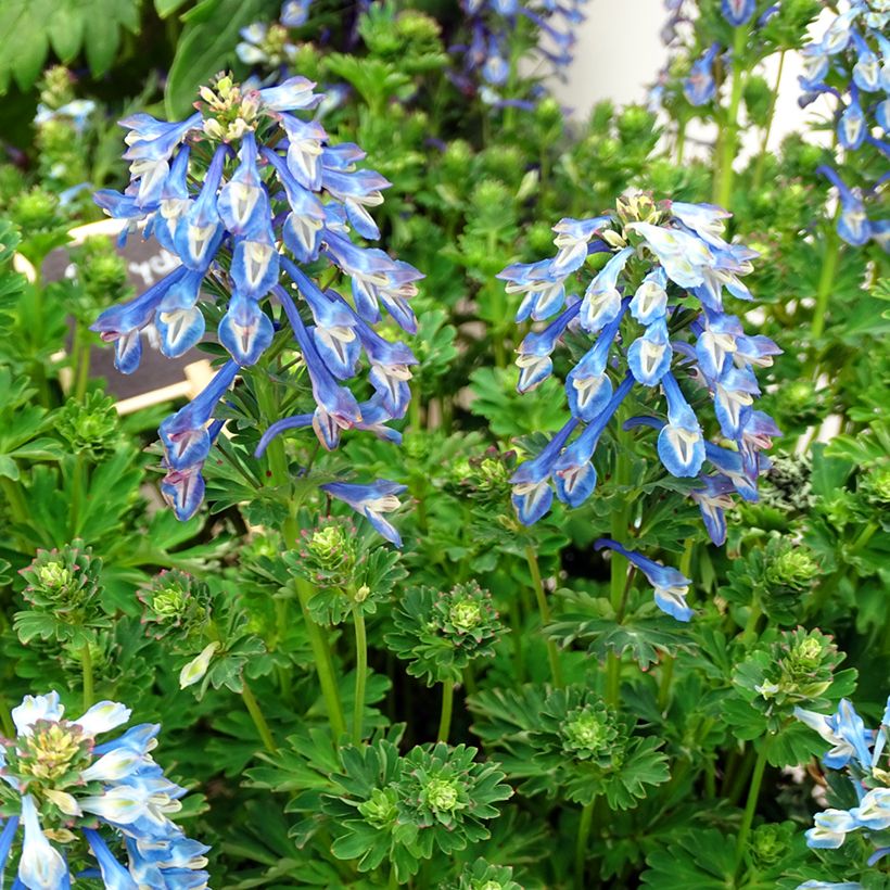 Corydalis calycosa (Flowering)