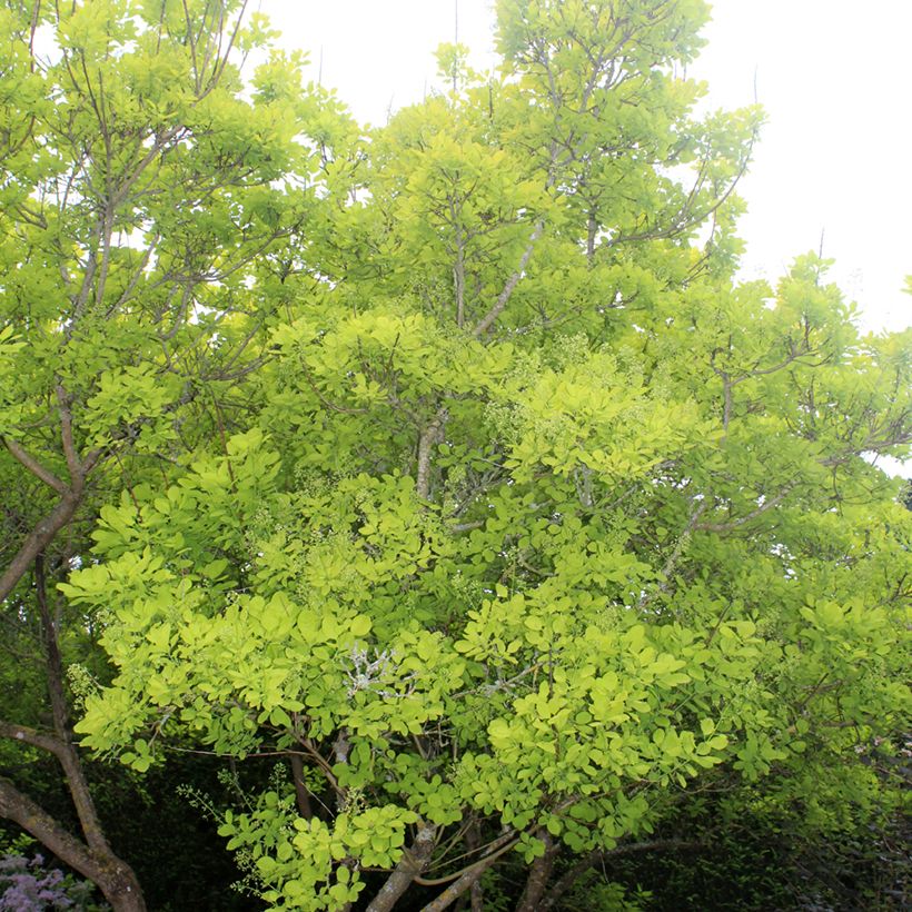 Cotinus coggygria Golden Spirit - Smoke Bush (Plant habit)