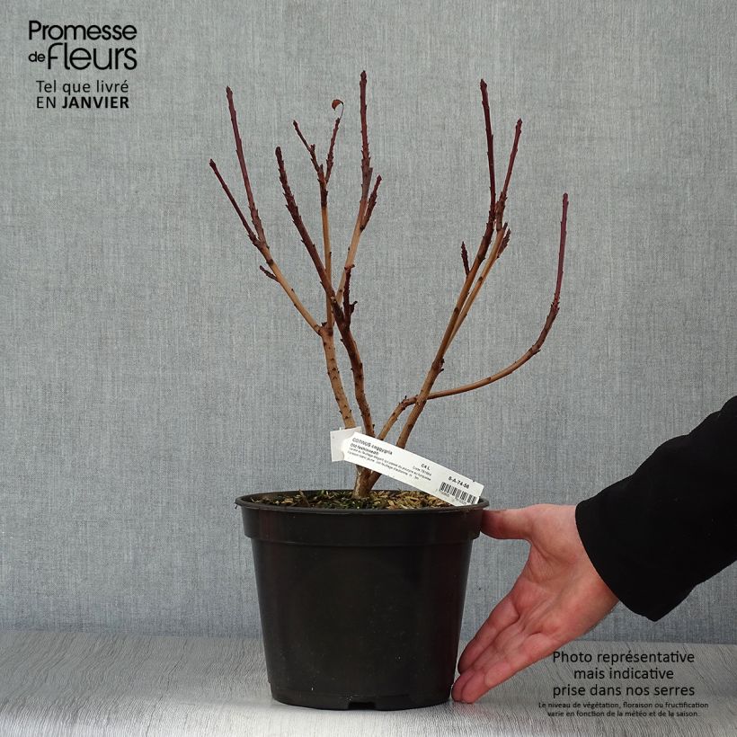 Cotinus coggygria Old Fashioned - Arbre à Perruques Pot de 3L/4L sample as delivered in winter