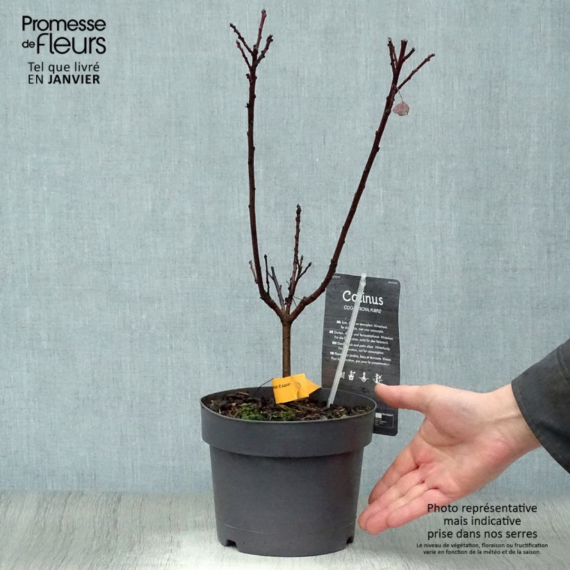 Cotinus coggygria Royal Purple 30/40cm en pot de 2L/3L - Arbre à perruque sample as delivered in winter